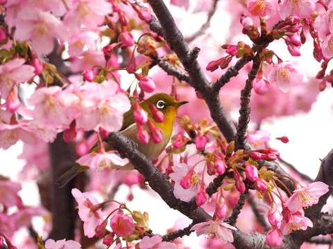 20240302筒井池公園 (15)