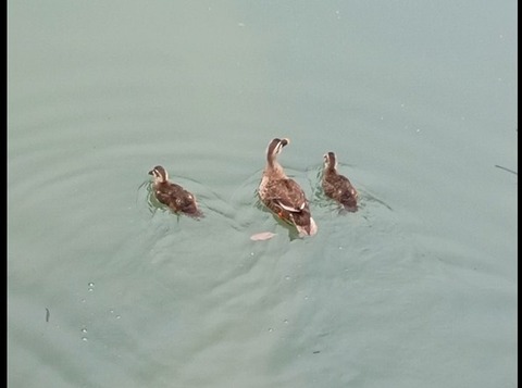 高槻城公園カルガモ１