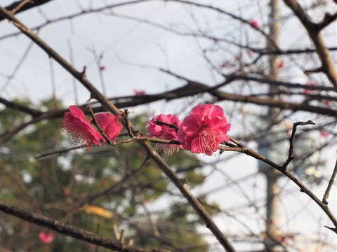 20200130高槻城公園梅 (11)