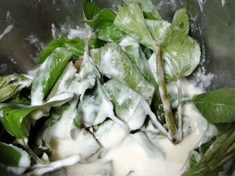 20230507山ウド (7)