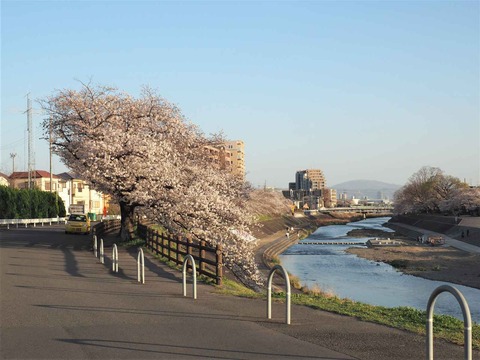 20230328芥川桜堤 (2)