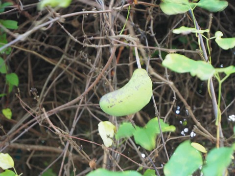 20250715あけび (5)