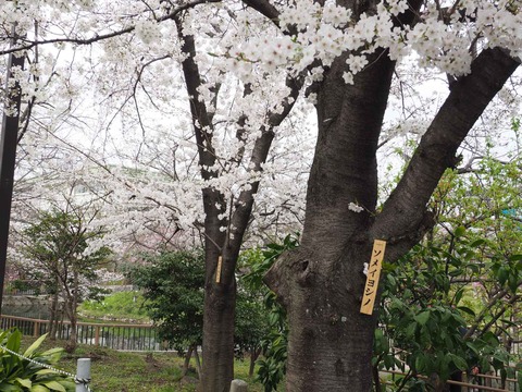 20230325筒井池公園 (16)