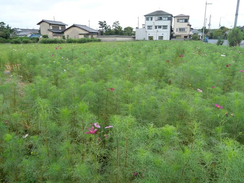 20240929コスモス (6)