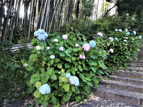 安岡寺あじさい (3)