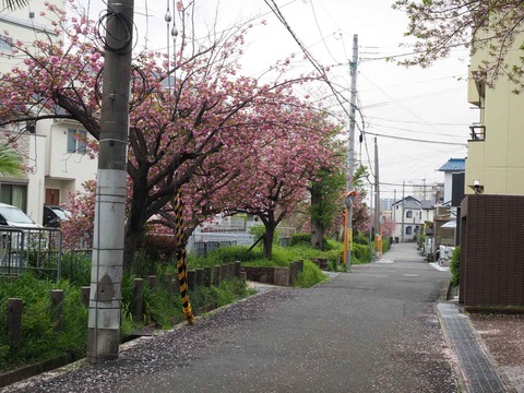 西真上 (5)