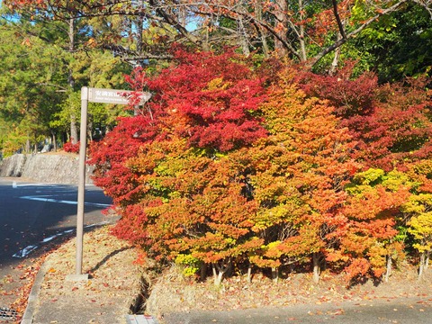 20221112公園墓地 (1)