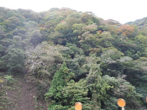 20251102府道6号紅葉 (77)