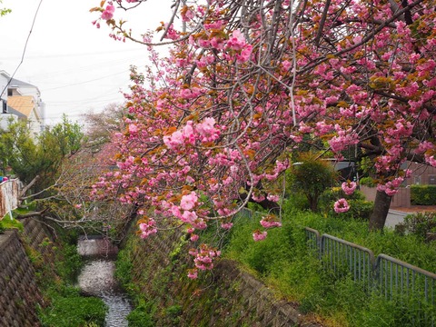 西真上 (3)