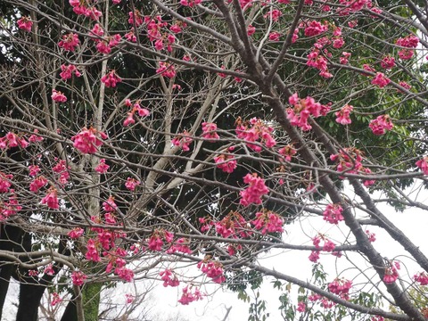 20230318高槻城公園桜 (5)