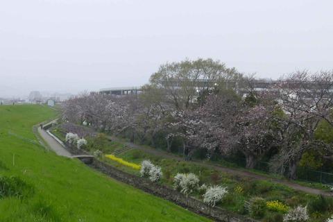 20200328_sakura3