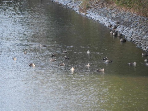 20260301今城カモ (17)