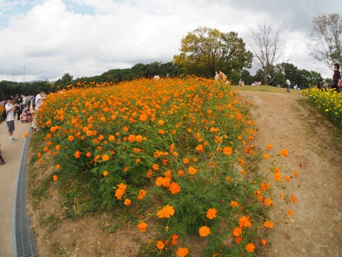20221022万博記念公園 (38)