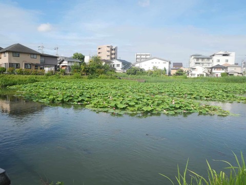 20260618小寺池ハス (10)