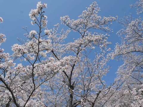 20260403桜 (25)