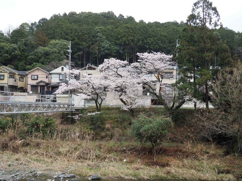 20230325原の桜 (15)