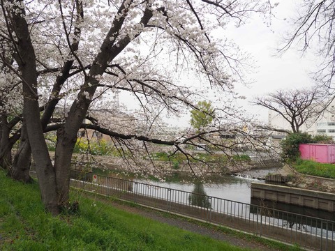 20230325玉川沿い桜 (7)