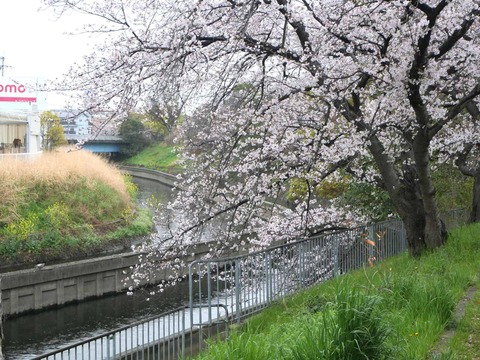 20260401玉川桜 (13)