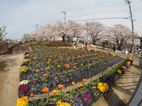 20240406チューリップ (15)