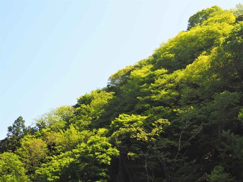 20220504樫田新緑 (11)