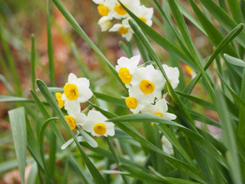 20240203スイセン (2)