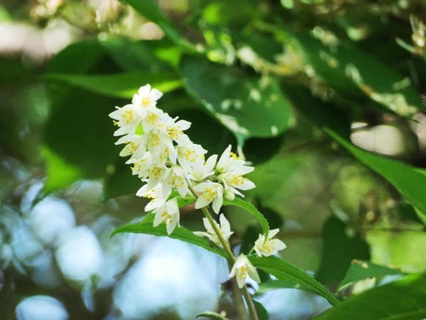 20260522うの花 (3)
