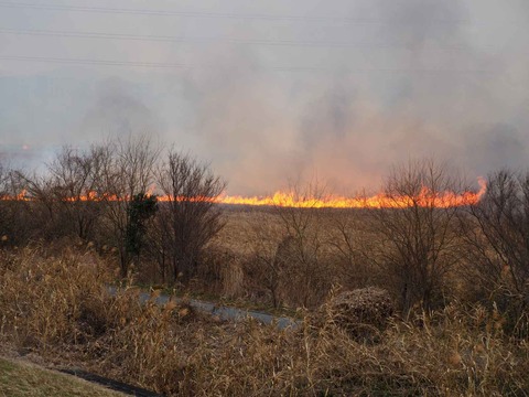 20220213ヨシ焼き (23)