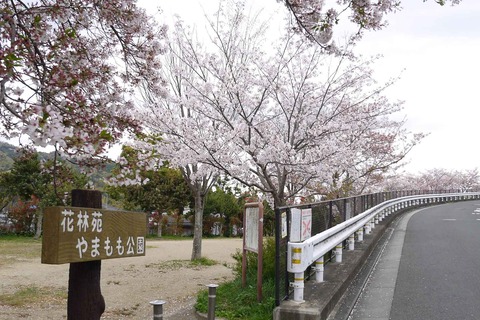20200411sakura6