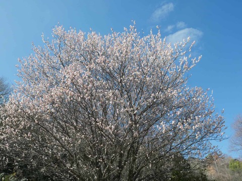 20260217西之川原 (10)