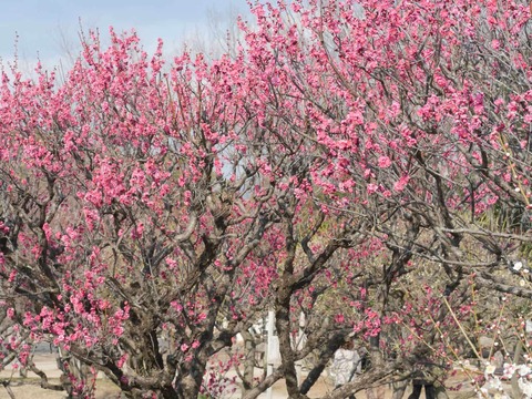 20260202万博記念公園 (66)