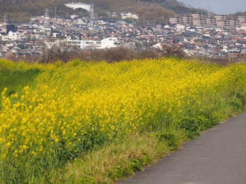 20230401島本上牧セイヨウカラシナ  (15)