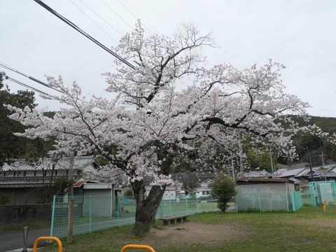 20260331桜 (8)