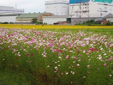 20231003コスモス (13)
