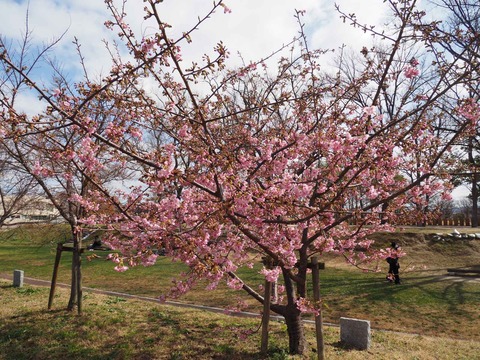 20240224今城塚古墳公園 (1)
