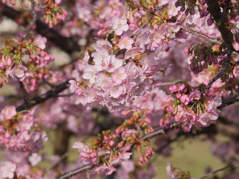 20260301河津桜今城 (10)