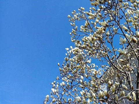 20260316はくもくれん (2)a