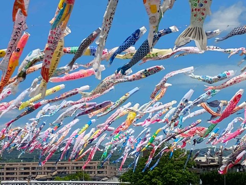 20260426こいのぼり (8)