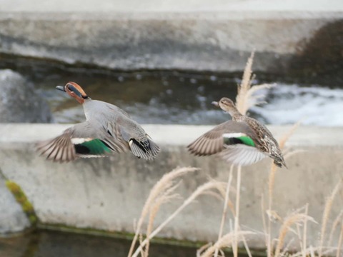 20260318塚脇橋 (39)a