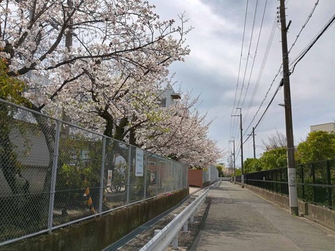 20260405桜 (7)