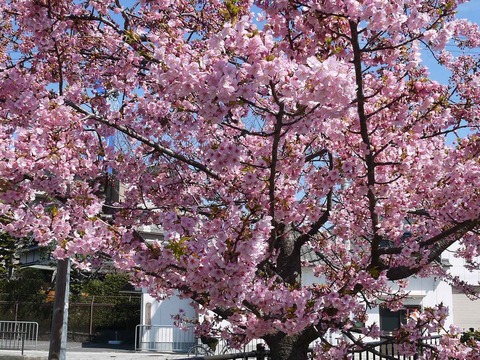 kwz_sakura2019_1