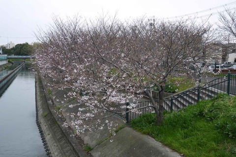20200328_sakura16