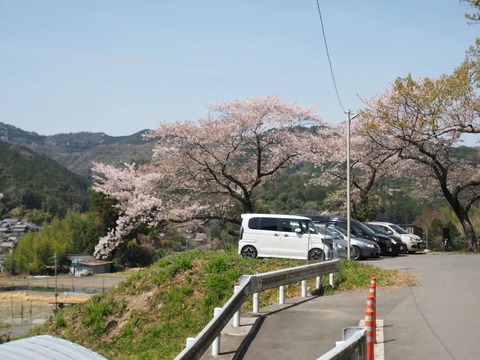 20250412府道6号桜 (71)