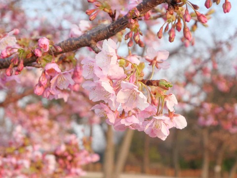 20250321今城河津桜 (2)