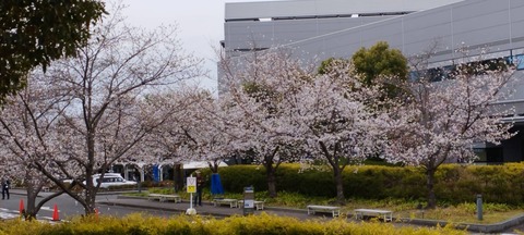 20250402桜 (6)