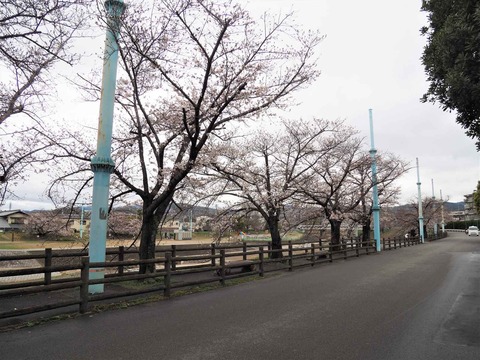 20230324芥川桜堤 (4)