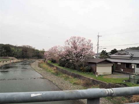 20230325原の桜 (2)