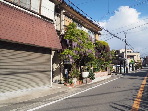 20230408真上藤 (3)