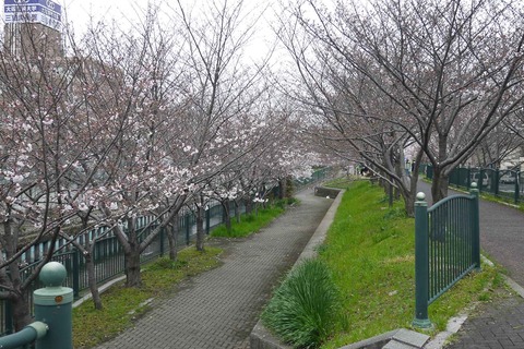 20200328_sakura18