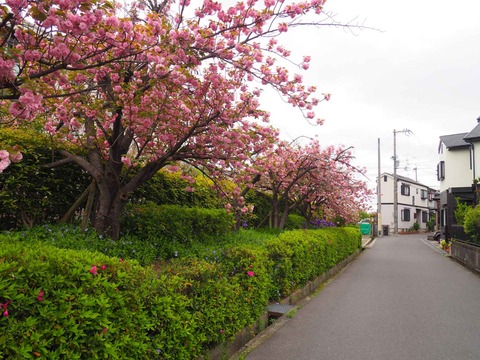 20240417桜 (7)