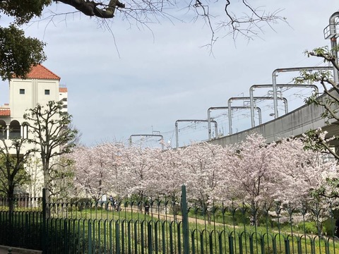 20240407桜番外 (13)